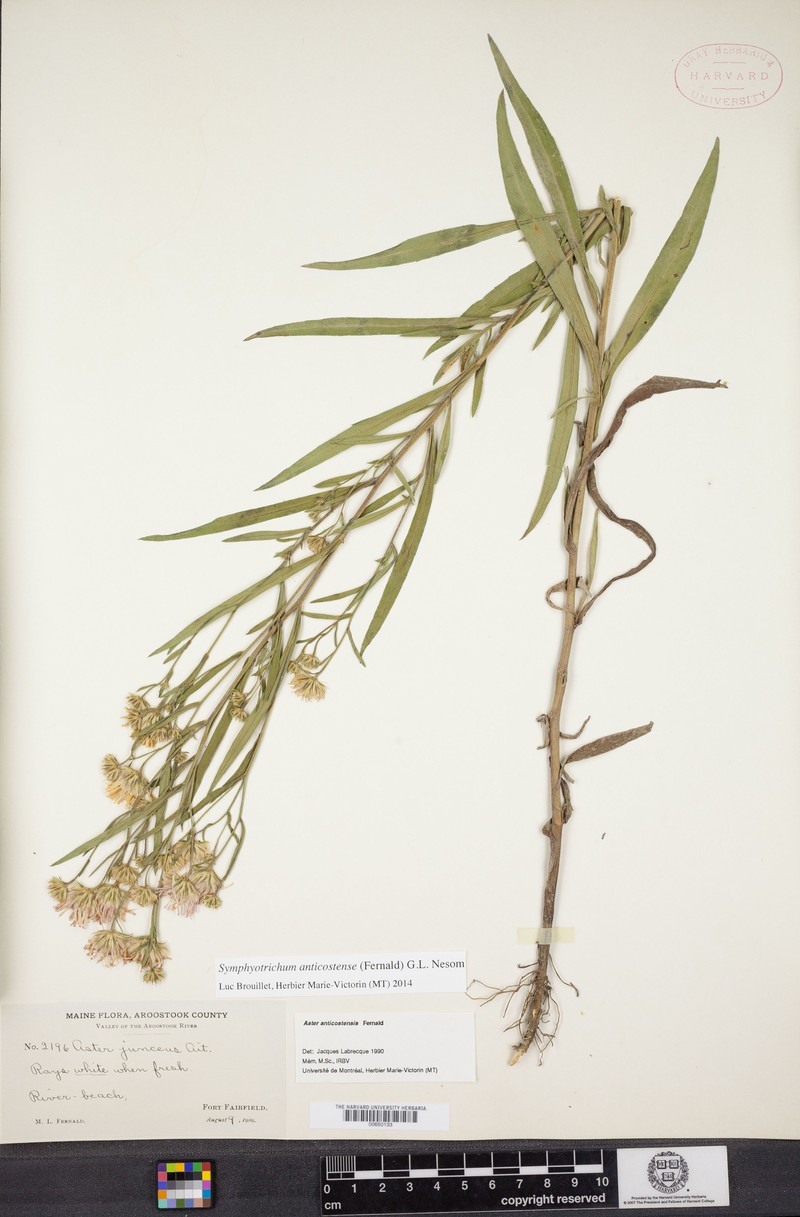 Anticosti Island Aster photo 5