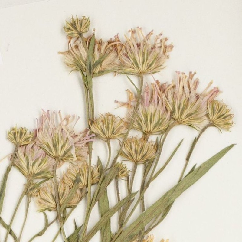 Anticosti Island Aster photo 6