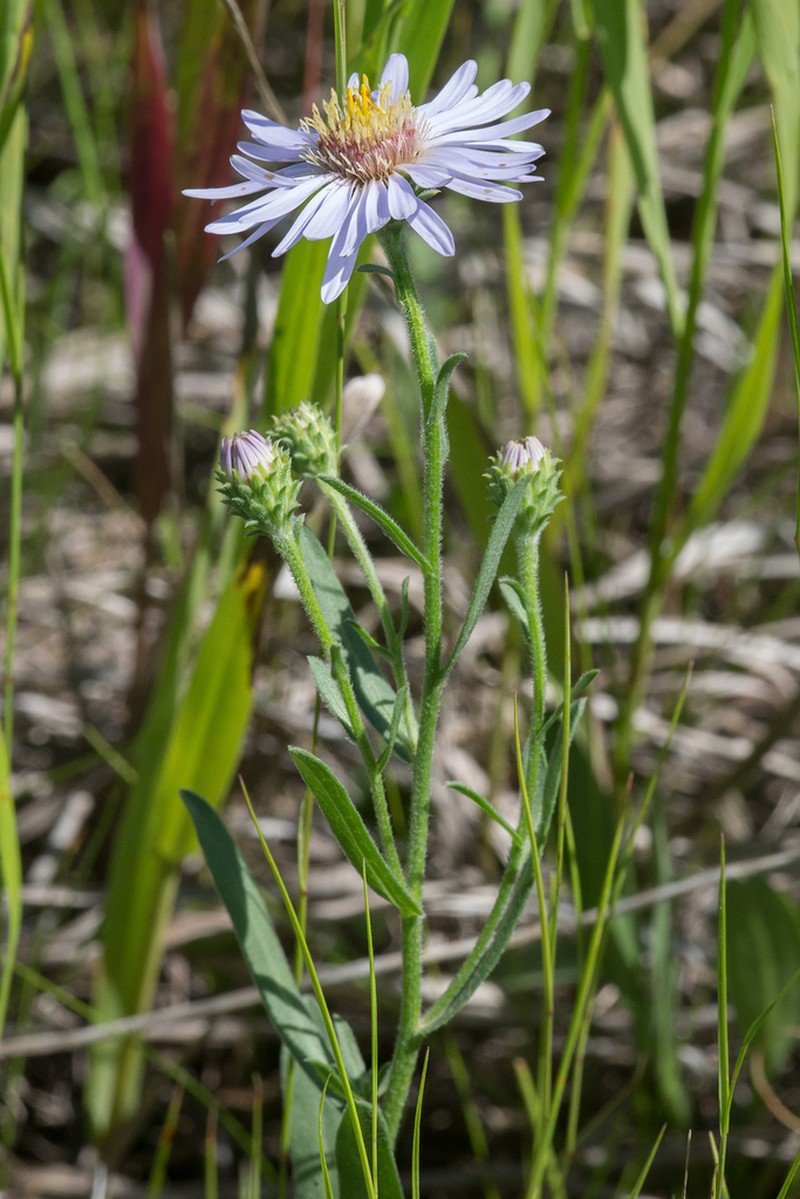 Western Aster photo 8