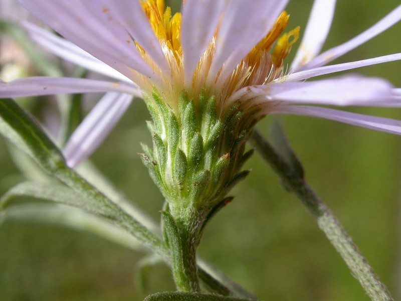 Western Aster photo 4