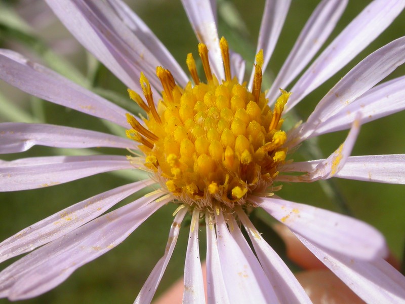 Western Aster photo 5
