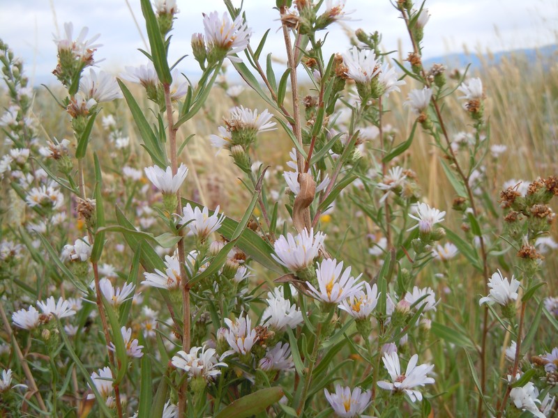 Western Aster photo 6