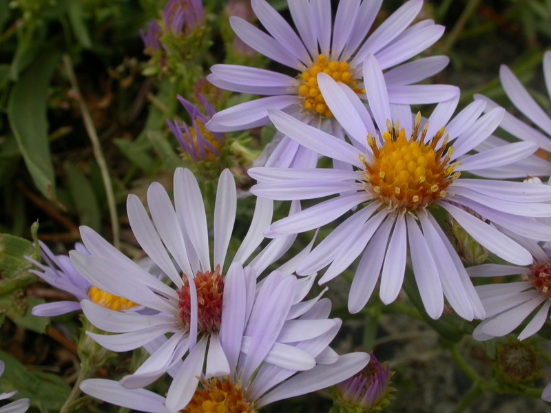 Western Aster