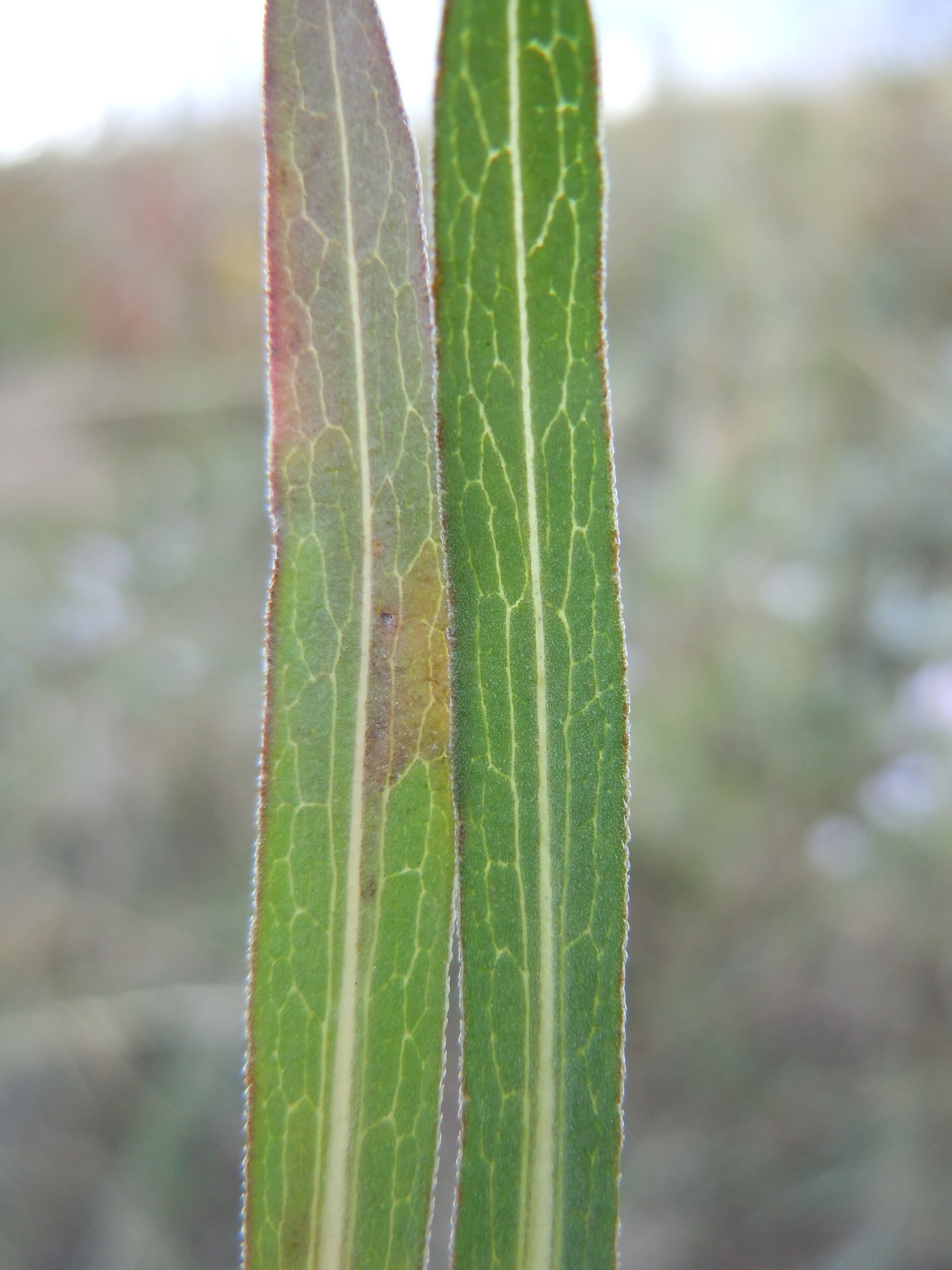 Western Aster photo 7