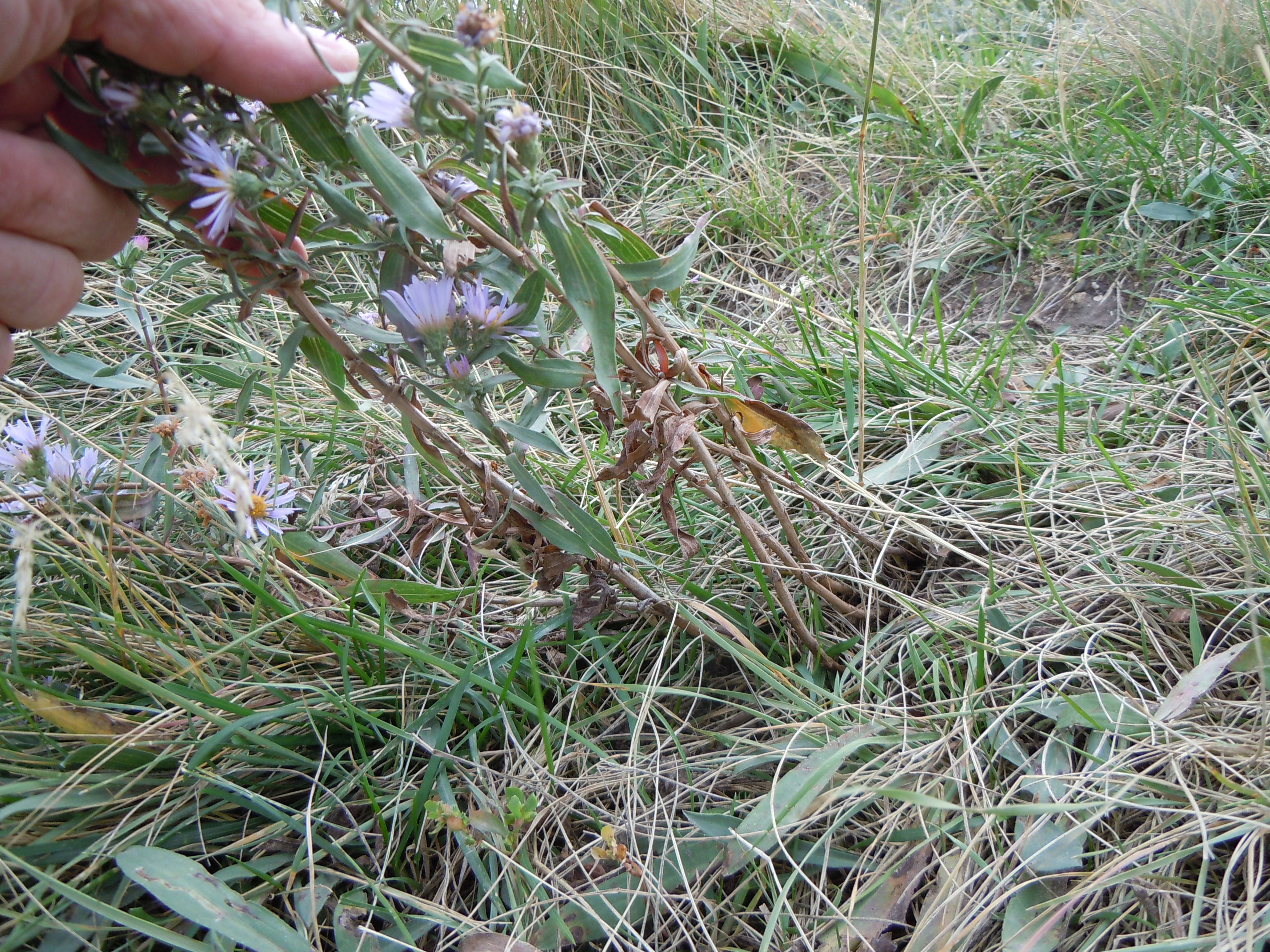 Western Aster photo 8