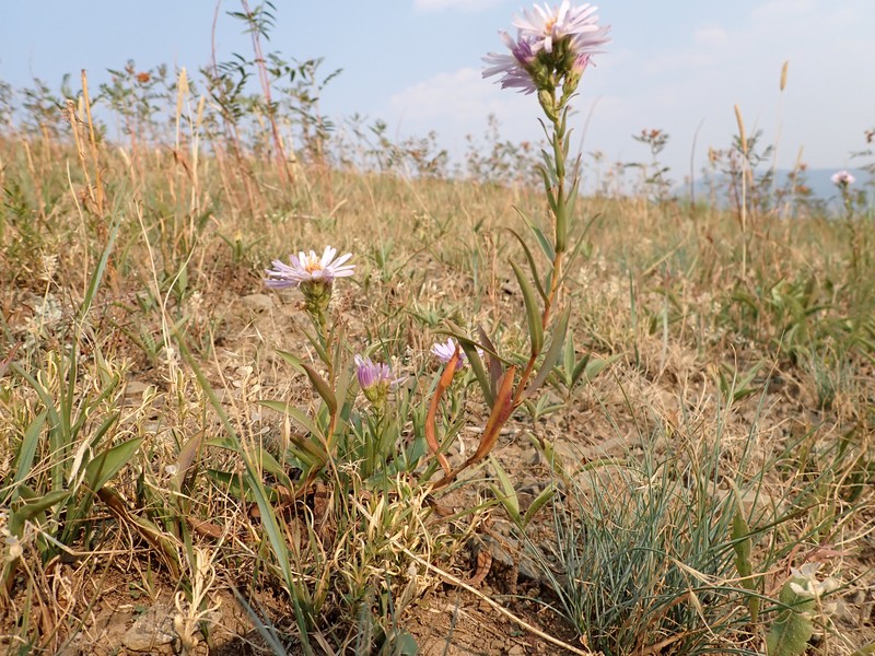 Western Aster photo 2