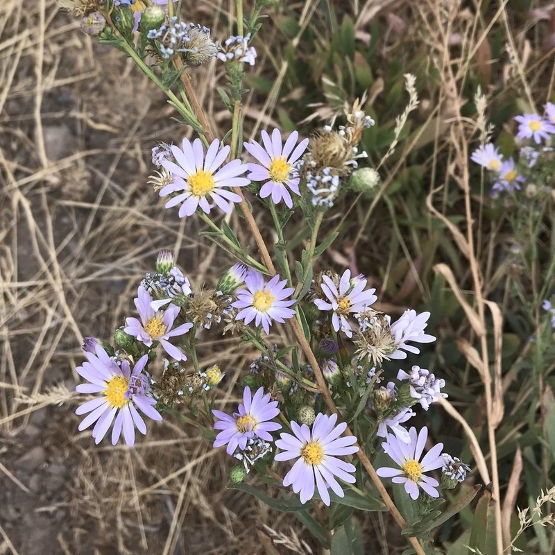 Western Aster photo 3