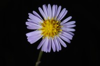 Bahaman Aster