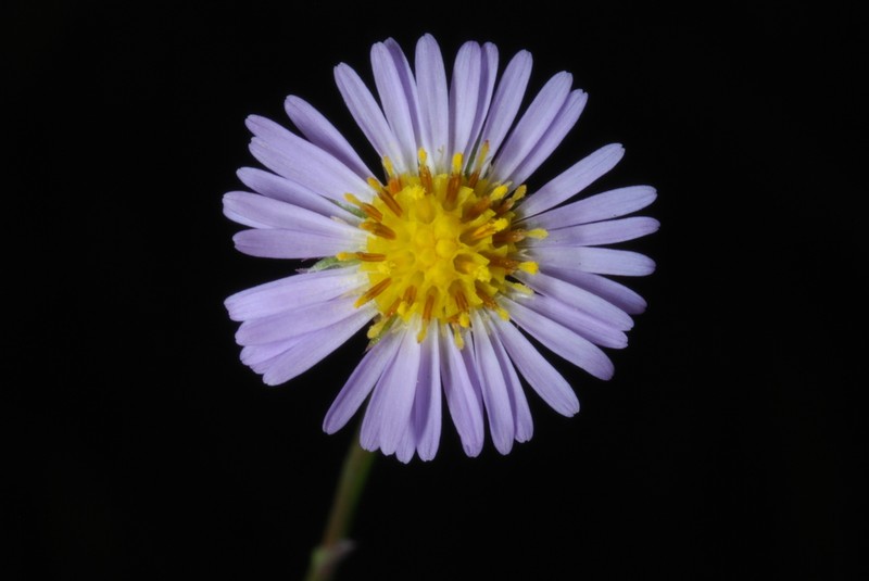 Bahaman Aster