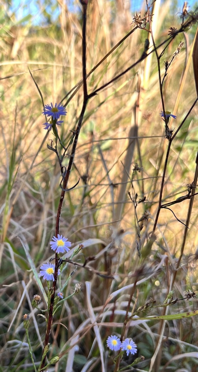 Bahaman Aster photo 2