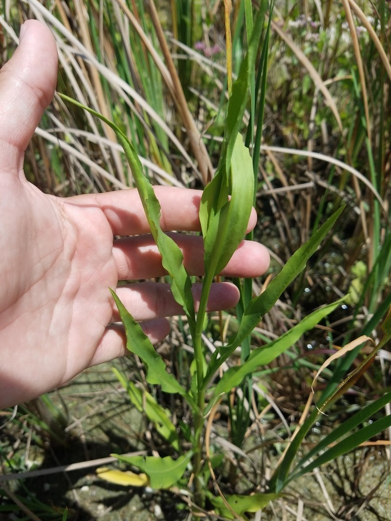 Bahaman Aster photo 3