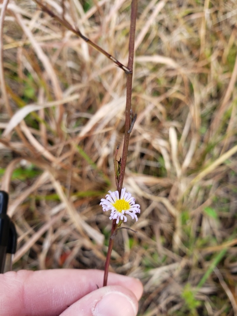 Bahaman Aster photo 4