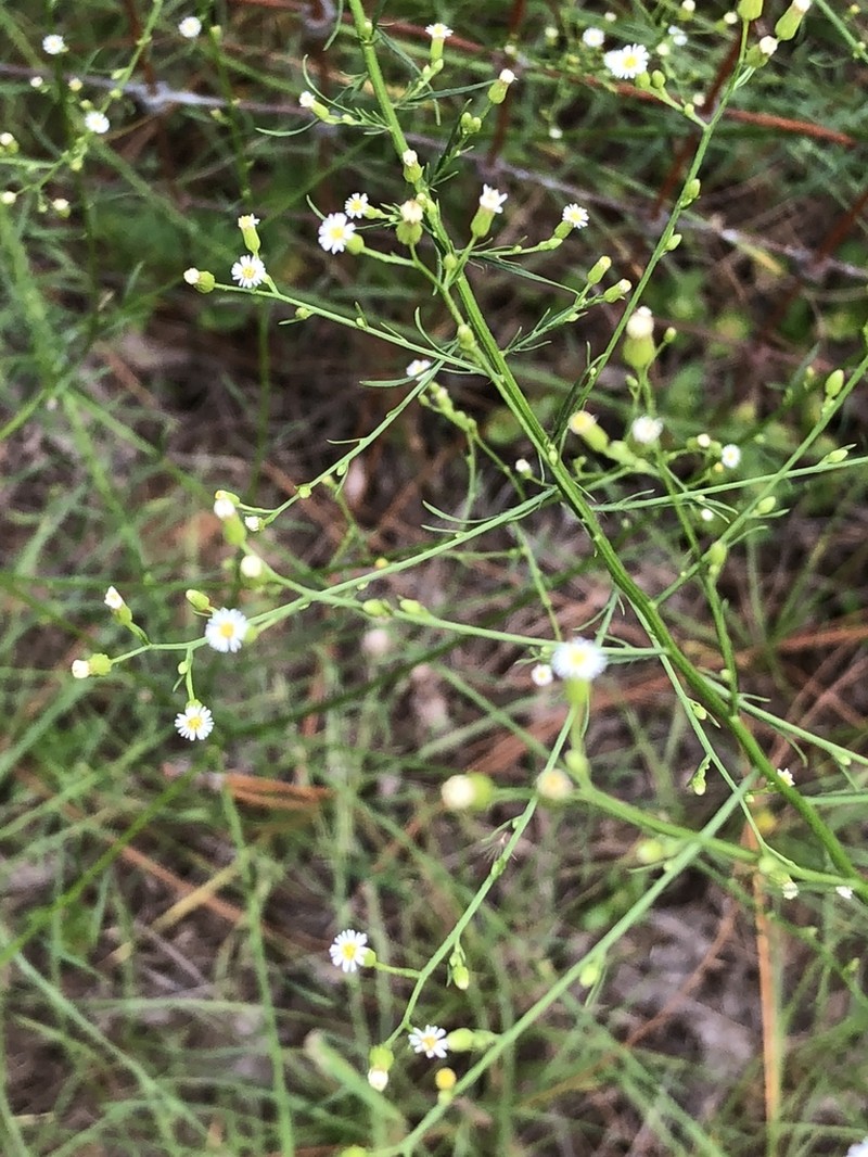 Bahaman Aster photo 6