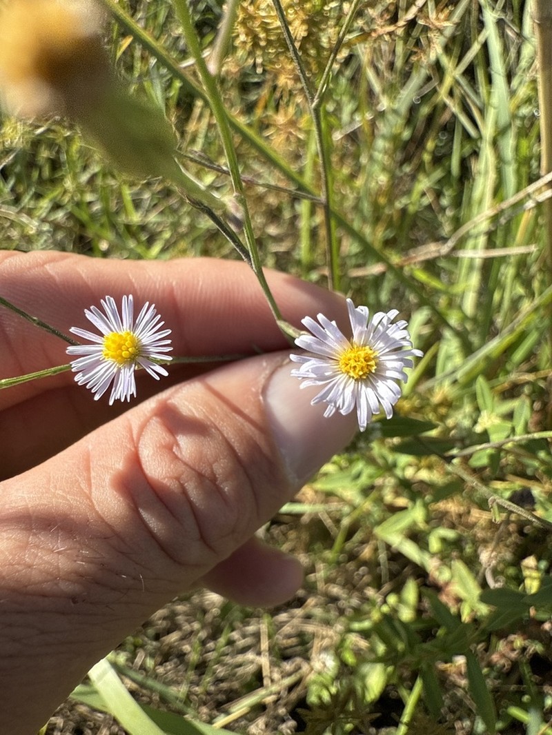 Bahaman Aster photo 7