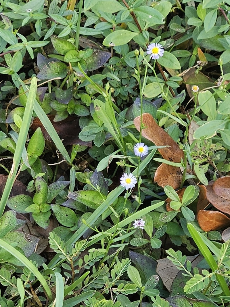 Bahaman Aster photo 8