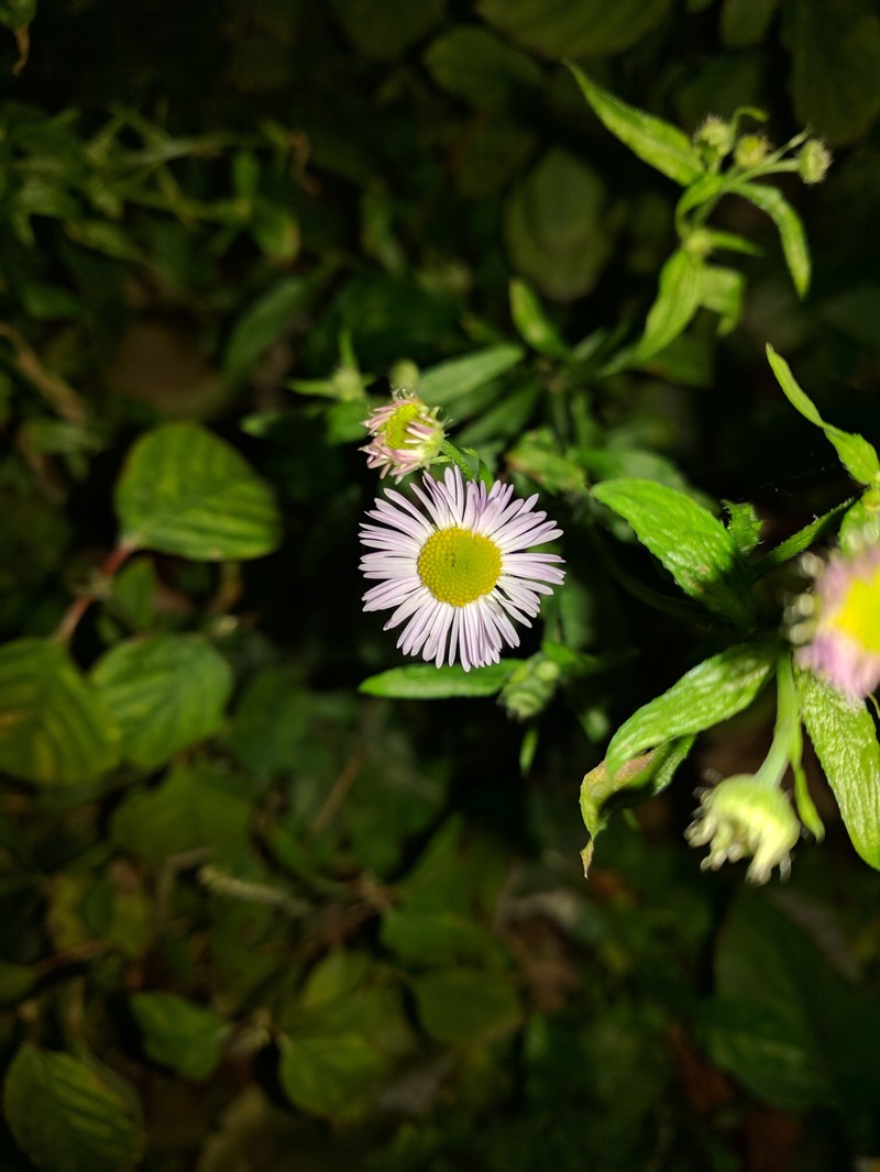 Bahaman Aster photo 2