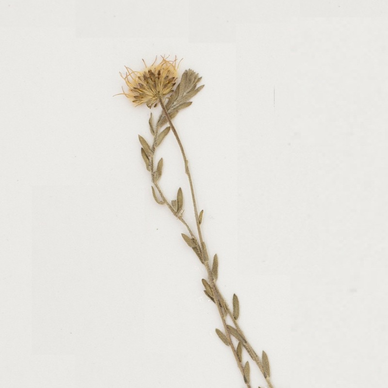 Symphyotrichum bimater