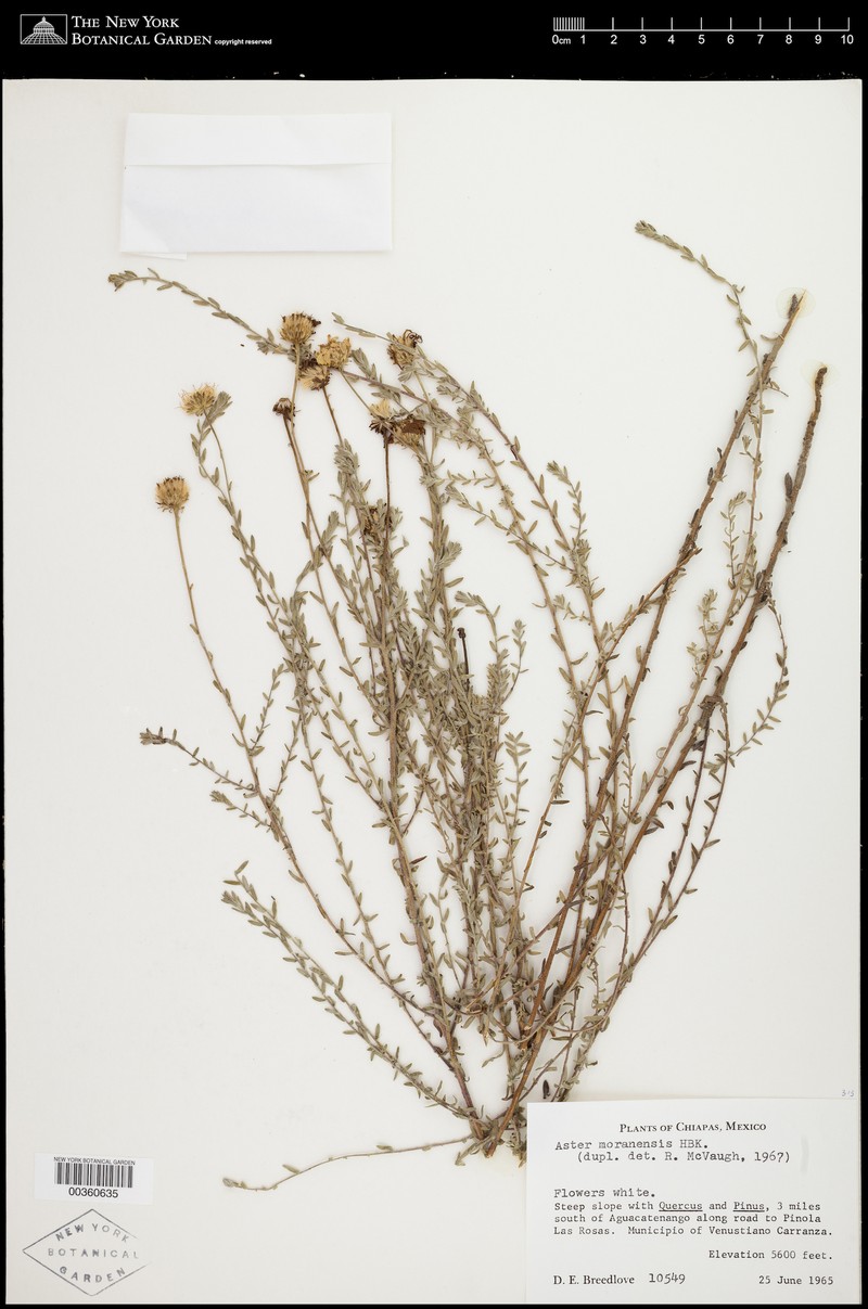 Symphyotrichum bimater photo 2