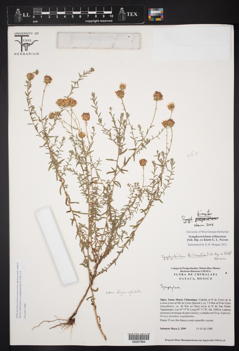 Symphyotrichum bimater photo 3