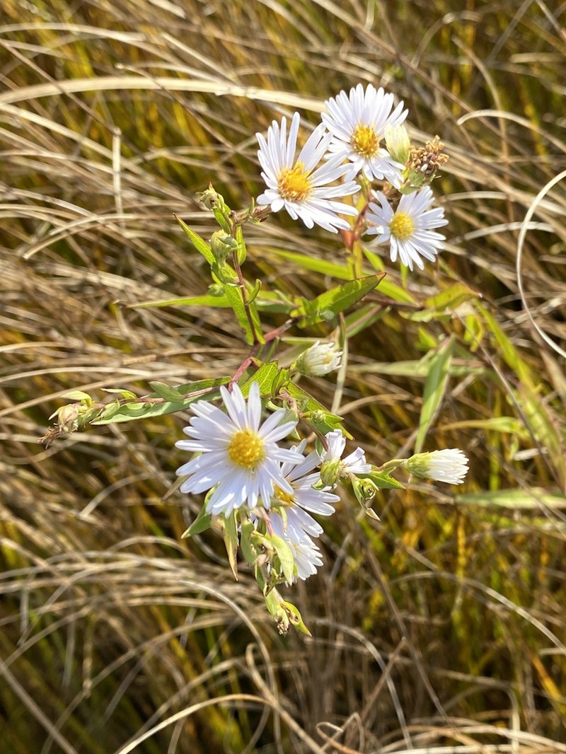 Northern Bog Aster photo 4