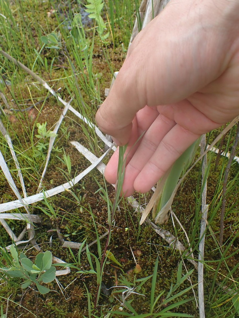 Northern Bog Aster photo 5