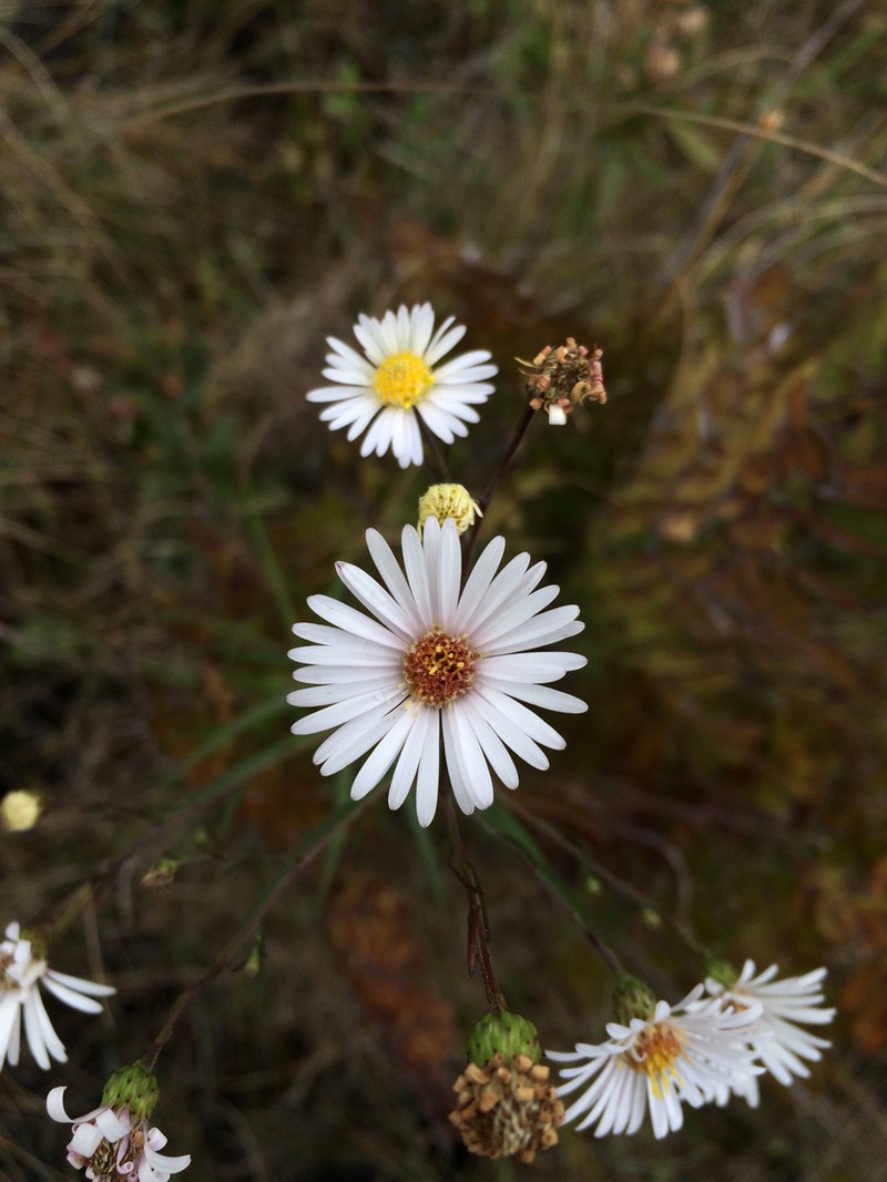 Northern Bog Aster photo 6