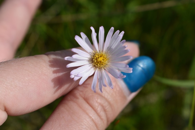 Northern Bog Aster photo 7