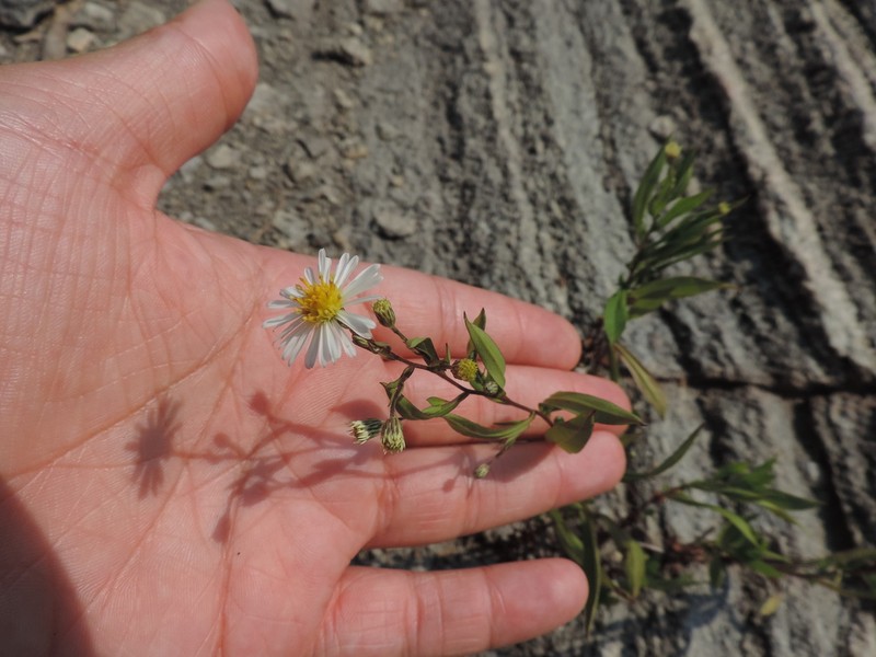 Northern Bog Aster photo 8