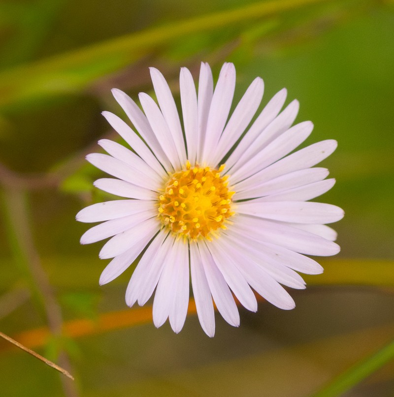 Northern Bog Aster photo 2