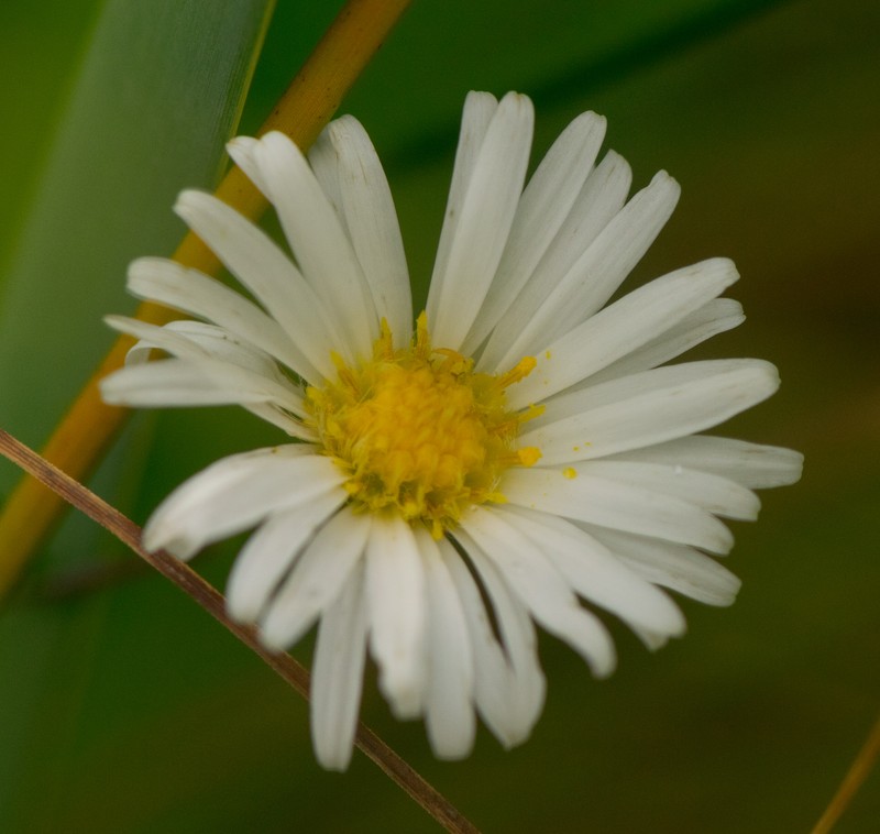 Northern Bog Aster photo 3