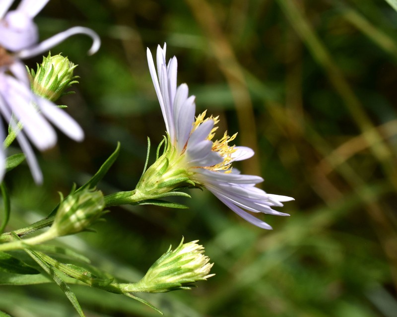Northern Bog Aster photo 4