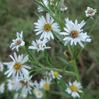 Northern Bog Aster