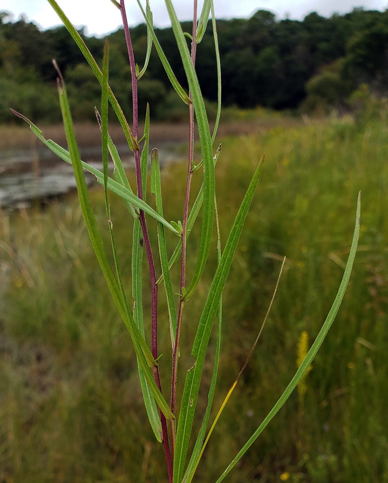 Northern Bog Aster photo 5