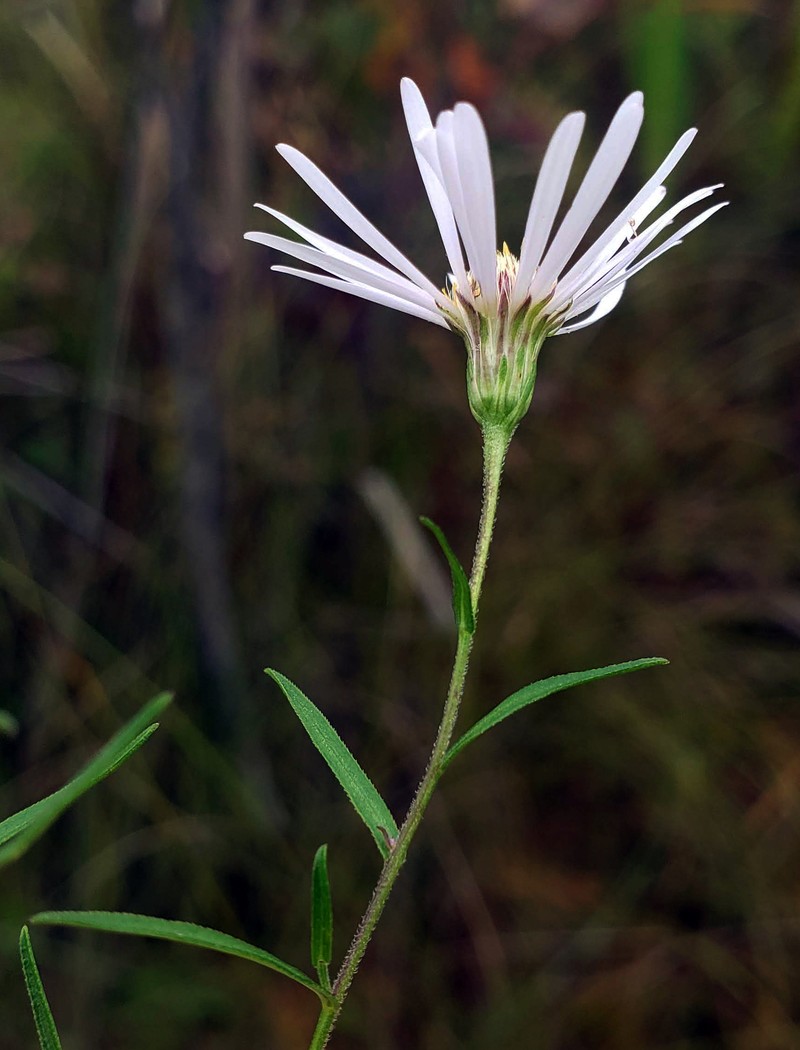 Northern Bog Aster photo 6