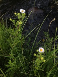 Eaton's Aster