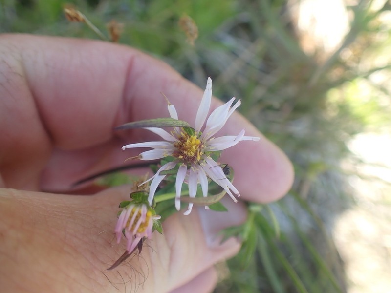 Eaton's Aster photo 2
