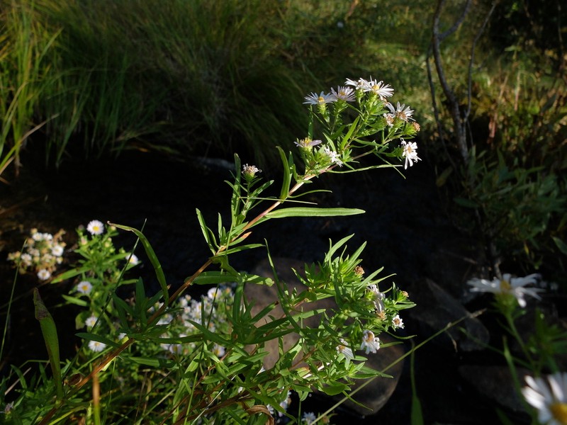 Eaton's Aster photo 3