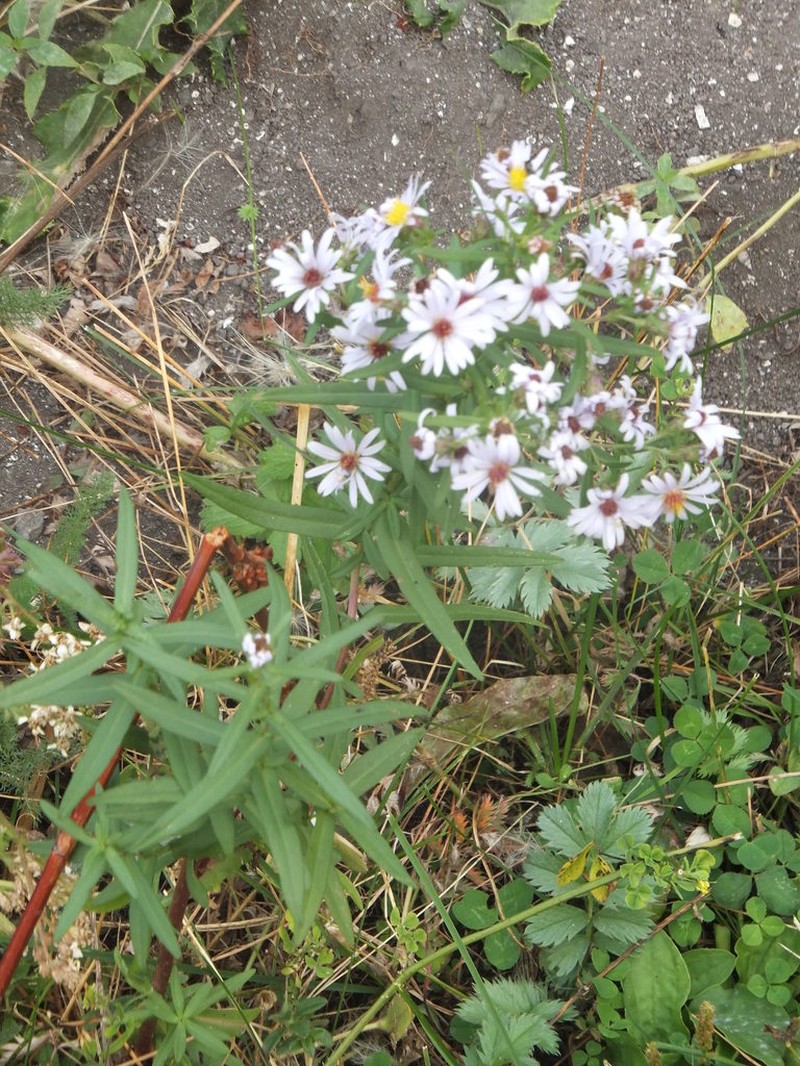 Eaton's Aster photo 4