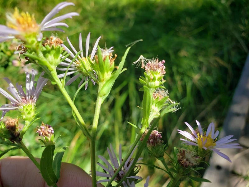 Eaton's Aster photo 5