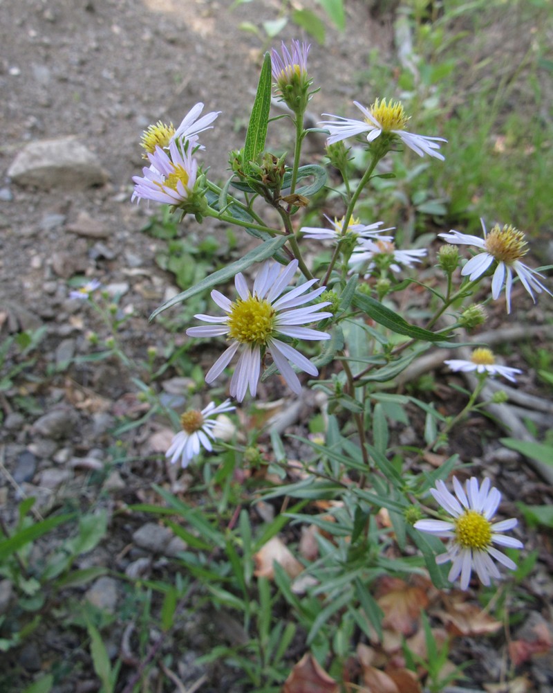 Eaton's Aster photo 6