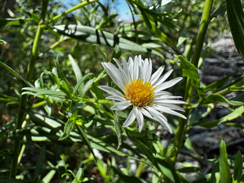 Eaton's Aster photo 7