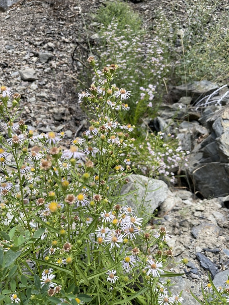 Eaton's Aster photo 8