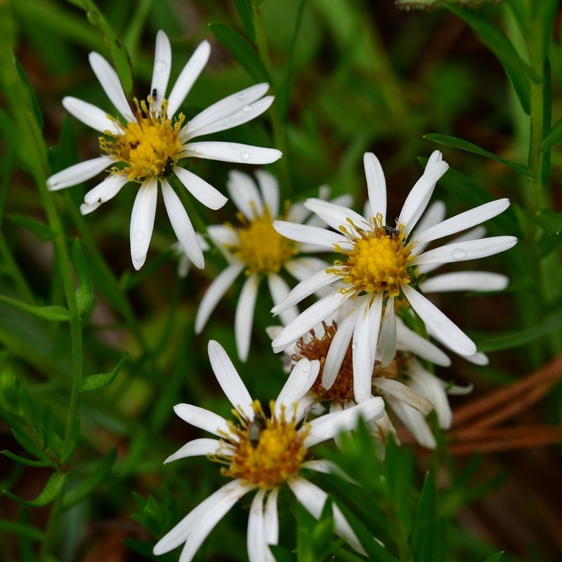 Symphyotrichum bullatum