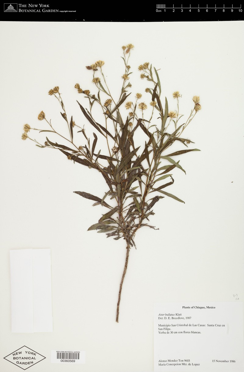 Symphyotrichum bullatum photo 2