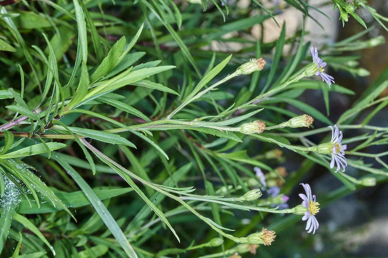 Symphyotrichum bullatum photo 3
