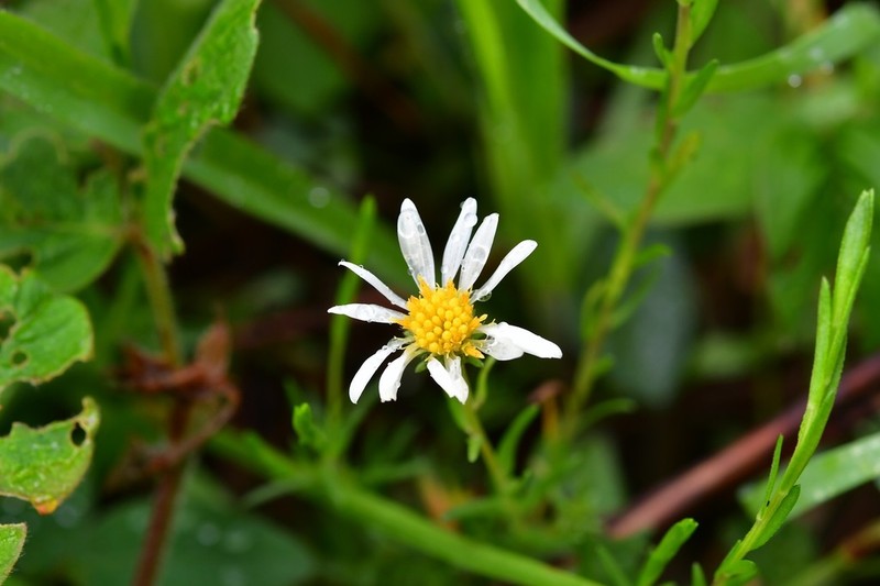 Symphyotrichum bullatum photo 4