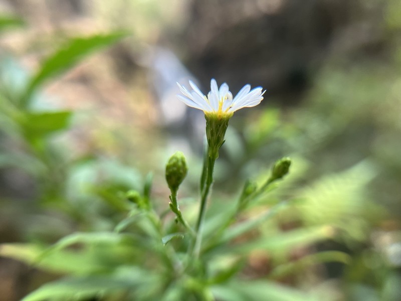 Symphyotrichum bullatum photo 5