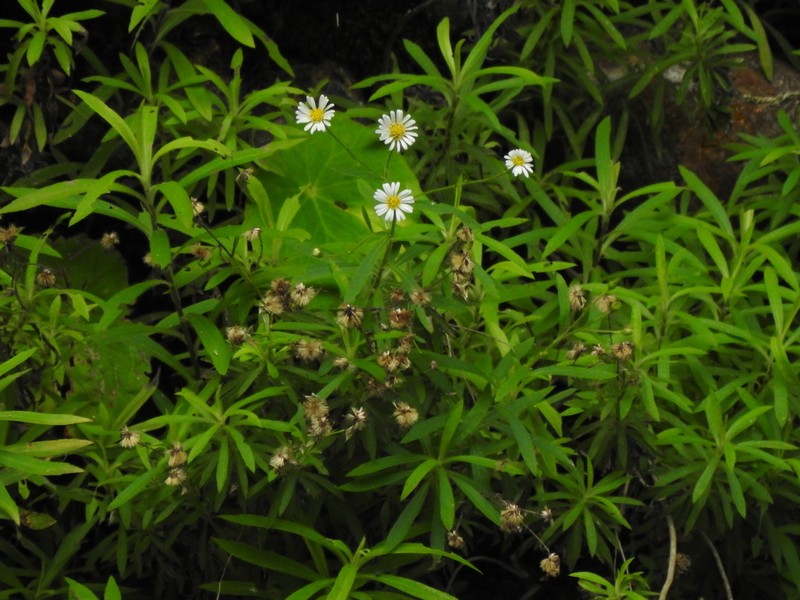 Symphyotrichum bullatum photo 6