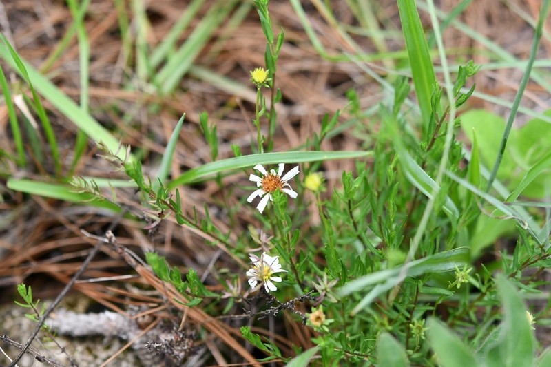 Symphyotrichum bullatum photo 7