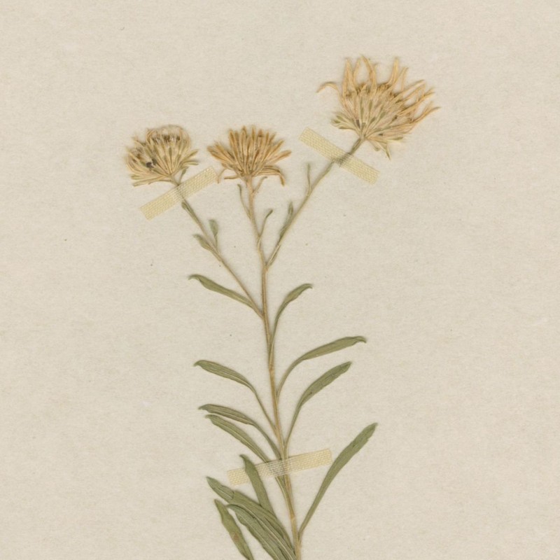 Symphyotrichum burgessii